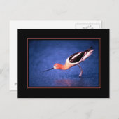 Carte postale Avocet américaine (Devant / Derrière)