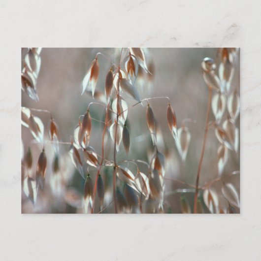 Carte Postale Avoine Mûre (Avena Sativa) Gros Plan. Ceres, Bolan (Devant)