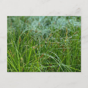 CARTE POSTALE AVRIL