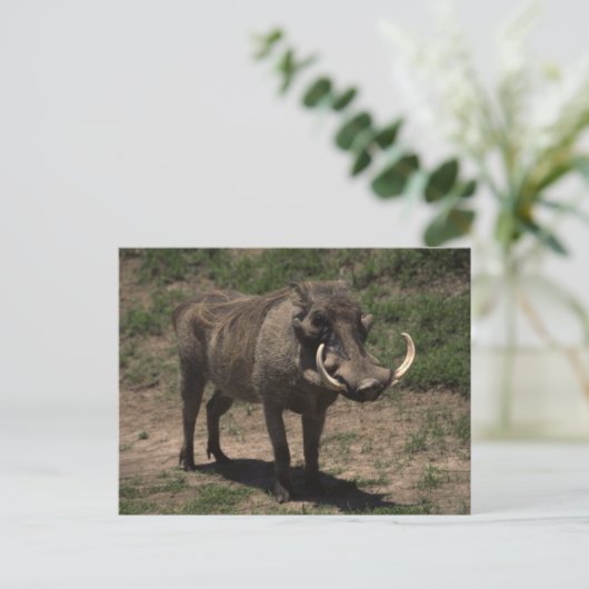 Carte Postale Awesome phacochère (Debout devant)