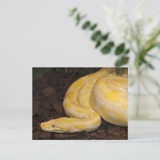 Carte Postale Awesome Yellow Burmese Python (Debout devant)