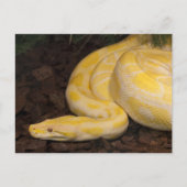 Carte Postale Awesome Yellow Burmese Python (Devant)