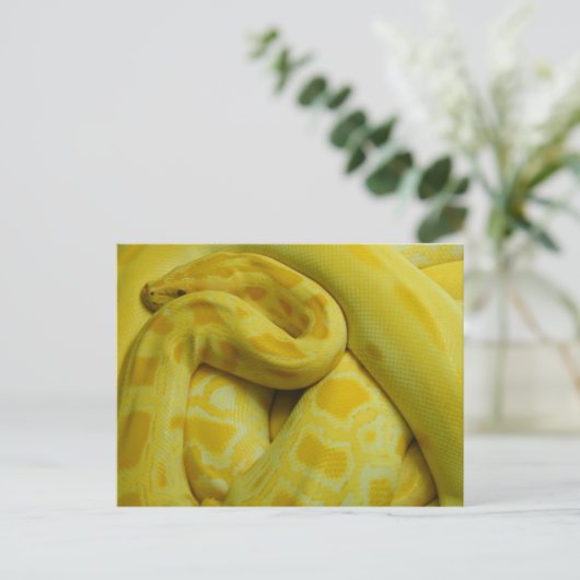 Carte Postale Awesome Yellow Burmese Python (Debout devant)