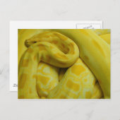 Carte Postale Awesome Yellow Burmese Python (Devant / Derrière)