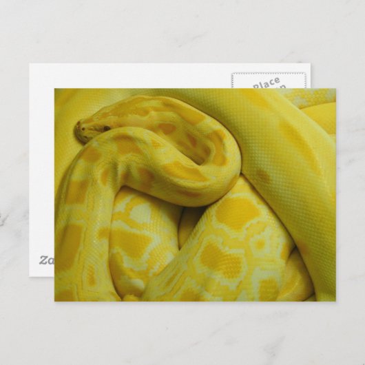 Carte Postale Awesome Yellow Burmese Python (Devant / Derrière)