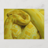 Carte Postale Awesome Yellow Burmese Python (Devant)