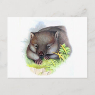Carte Postale Awesomome mignon animal australien wombat vintage