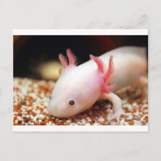 Carte Postale Axolotl