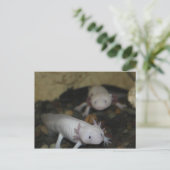 Carte Postale Axolotl # 2 (Debout devant)