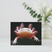 Carte Postale Axolotl Axolotl.png (Debout devant)