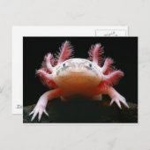 Carte Postale Axolotl Axolotl.png (Devant / Derrière)