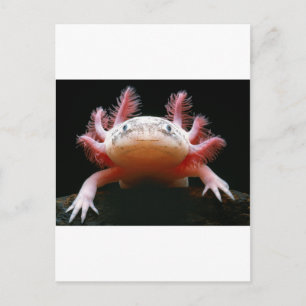 Carte Postale Axolotl Axolotl.png