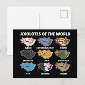 Carte Postale Axolotls Du Monde Sweet Animaux Axolotl Post (Devant / Derrière)