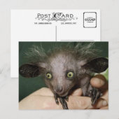 Carte Postale Aye Aye Avec les yeux verts, les oreilles grandes  (Devant / Derrière)