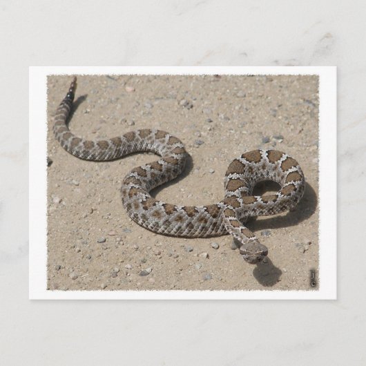 Carte Postale AZ Black Rattlesnake (Ne cliquez pas si squeemish) (Devant)