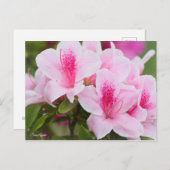 Carte Postale Azalea [Carte postale] (Devant / Derrière)