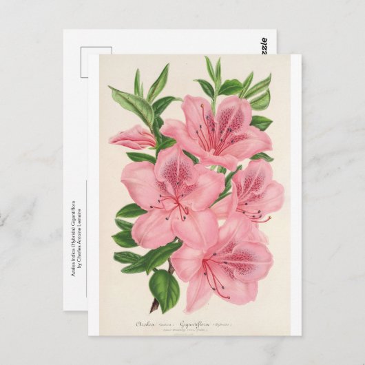 Carte Postale Azalea Indica (Hybrida) Gigantiflora par Lemaire (Devant / Derrière)