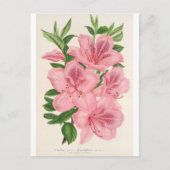 Carte Postale Azalea Indica (Hybrida) Gigantiflora par Lemaire (Devant)