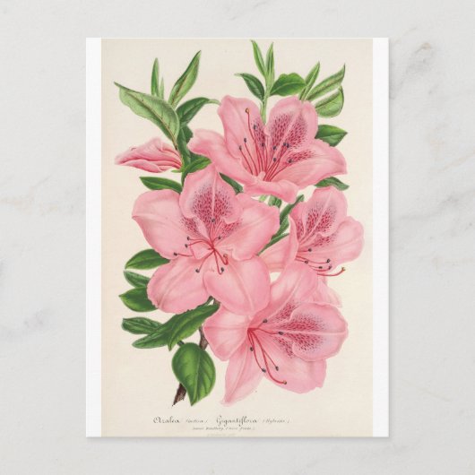 Carte Postale Azalea Indica (Hybrida) Gigantiflora par Lemaire (Devant)