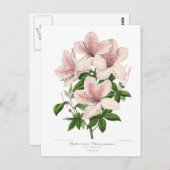 Carte Postale Azalea indica - vittata punctata (Devant / Derrière)