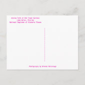 Carte Postale Azalea Path Bok Tower Gardens Lake Wales Floride (Dos)