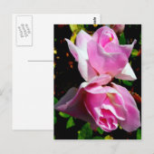 Carte Postale Azalea rose (Devant / Derrière)