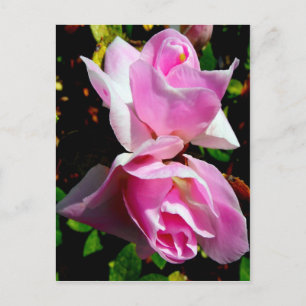 Carte Postale Azalea rose