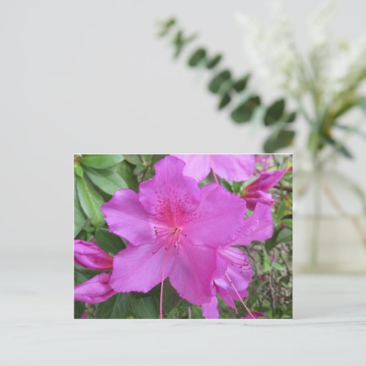 Carte Postale Azalea rose (Debout devant)