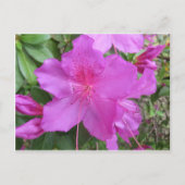 Carte Postale Azalea rose (Devant)