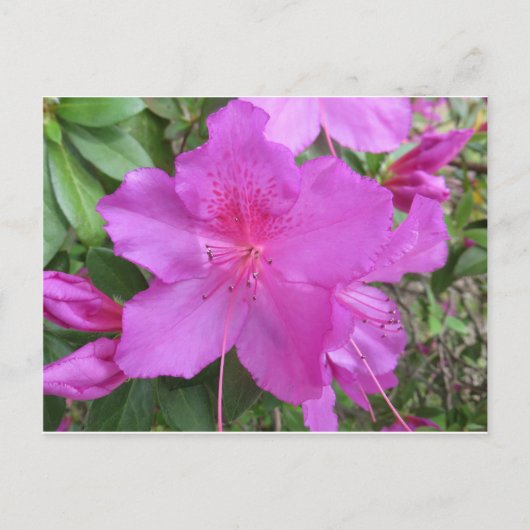 Carte Postale Azalea rose (Devant)