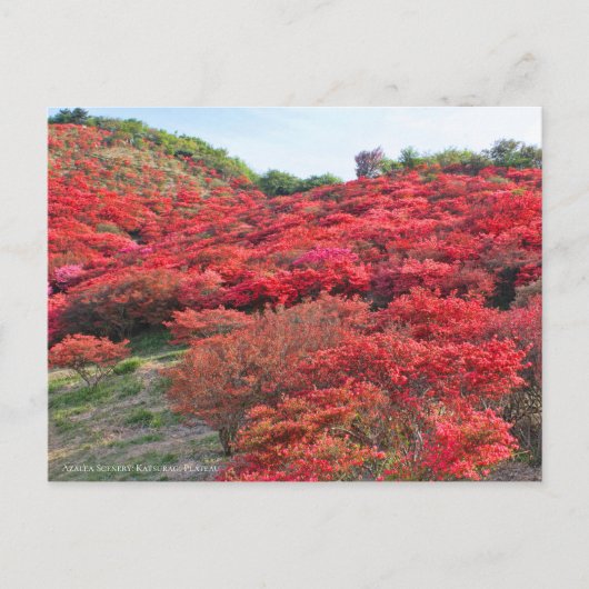 Carte Postale Azalea Scenery [Carte postale] (Devant)