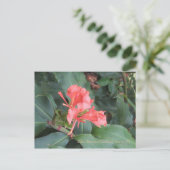 Carte Postale Azalea, Zilker Botanical Gardens, Austin TX (Debout devant)