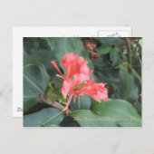 Carte Postale Azalea, Zilker Botanical Gardens, Austin TX (Devant / Derrière)