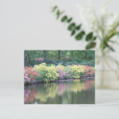 Carte Postale Azaleas (Debout devant)