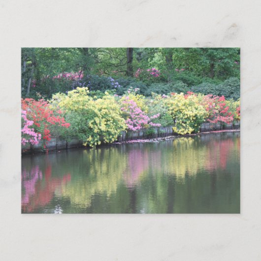 Carte Postale Azaleas (Devant)