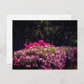 Carte Postale Azaleas (Devant / Derrière)