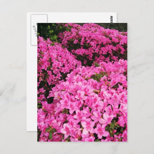 Carte Postale Azaleas (Devant / Derrière)