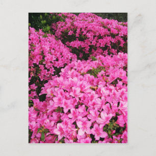 Carte Postale Azaleas