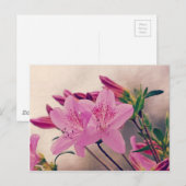 Carte Postale Azaleas (Devant / Derrière)