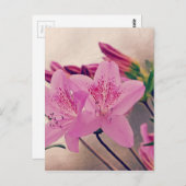 Carte Postale Azaleas (Devant / Derrière)