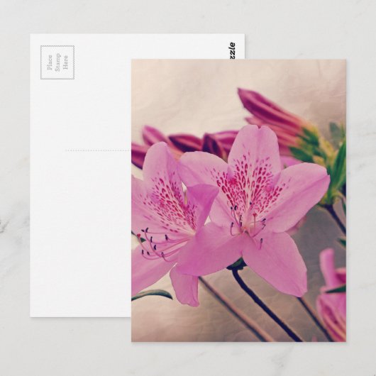 Carte Postale Azaleas (Devant / Derrière)