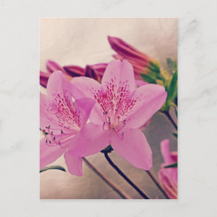 Carte Postale Azaleas
