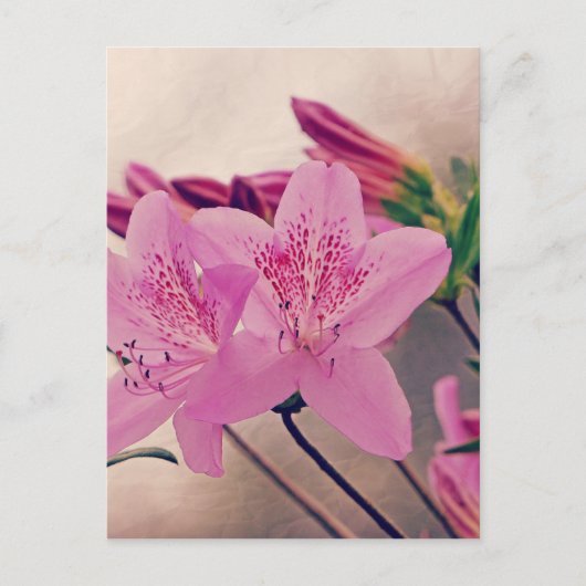 Carte Postale Azaleas (Devant)