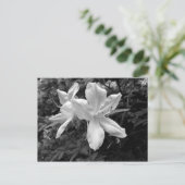 Carte Postale Azaleas / Rhododendrons en B&W (Debout devant)