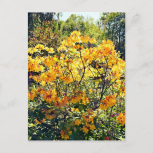 Carte Postale Azalée orange