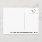 Carte Postale azalée puple buisson fleuri (Dos)