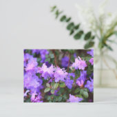 Carte Postale azalée puple buisson fleuri (Debout devant)