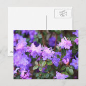 Carte Postale azalée puple buisson fleuri (Devant / Derrière)