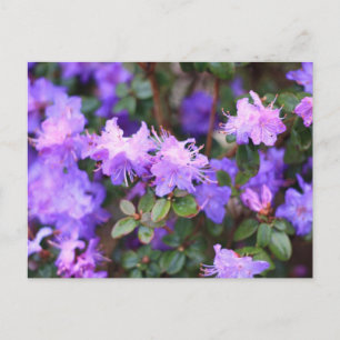 Carte Postale azalée puple buisson fleuri