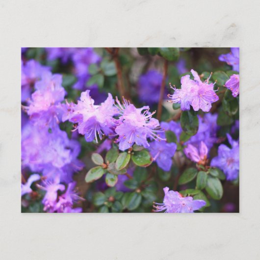Carte Postale azalée puple buisson fleuri (Devant)